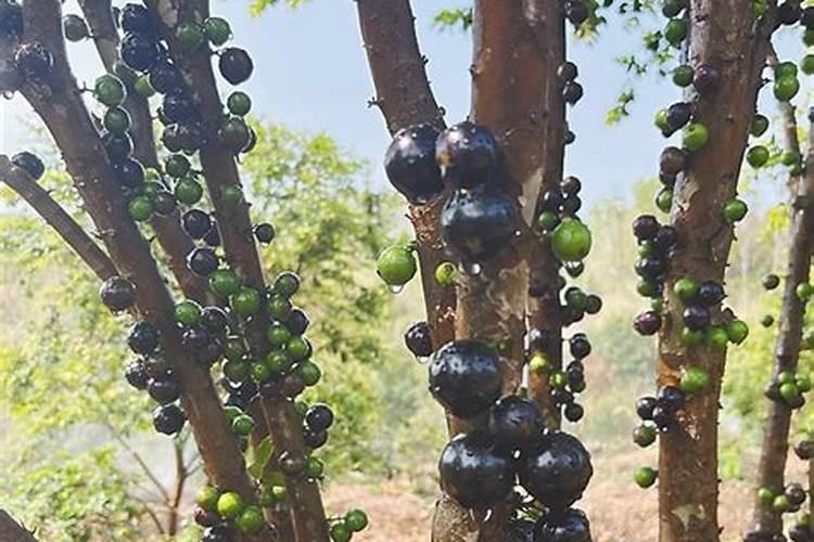 嘉宝果的种植和管理：掌握关键技巧，收获满满果实