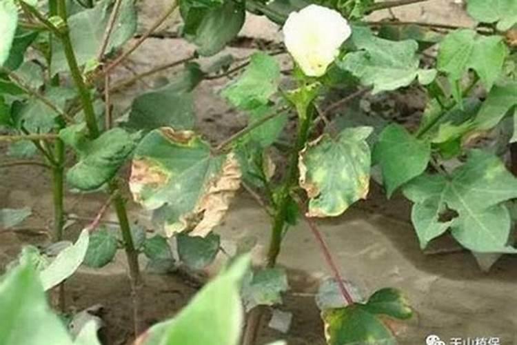 棉花枯黄萎病如何防治？