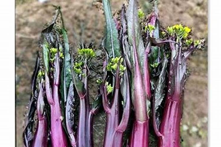 红菜苔的种子选取方式及栽培技术？
