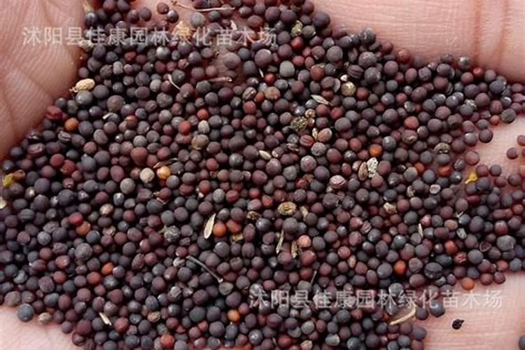 红菜苔种子怎么种植发芽率高