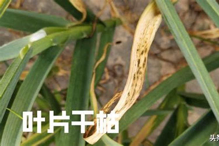 大蒜，大蒜叶子发红什么原因？