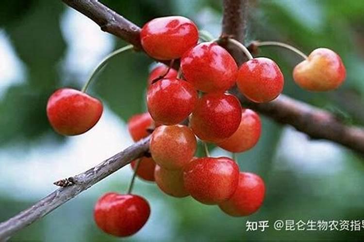 樱桃叶面肥多久打一次药水好？