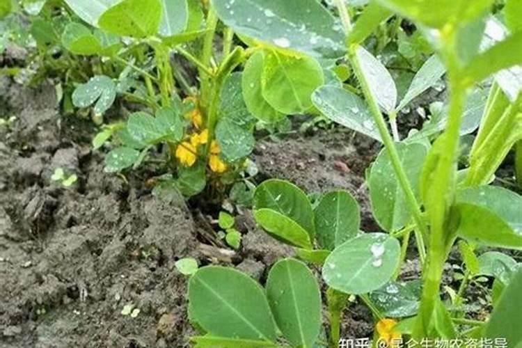 揭秘花生根腐病：发生机制与综合防治策略
