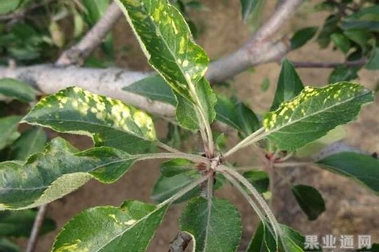 揭秘苹果花叶病：病因全解析