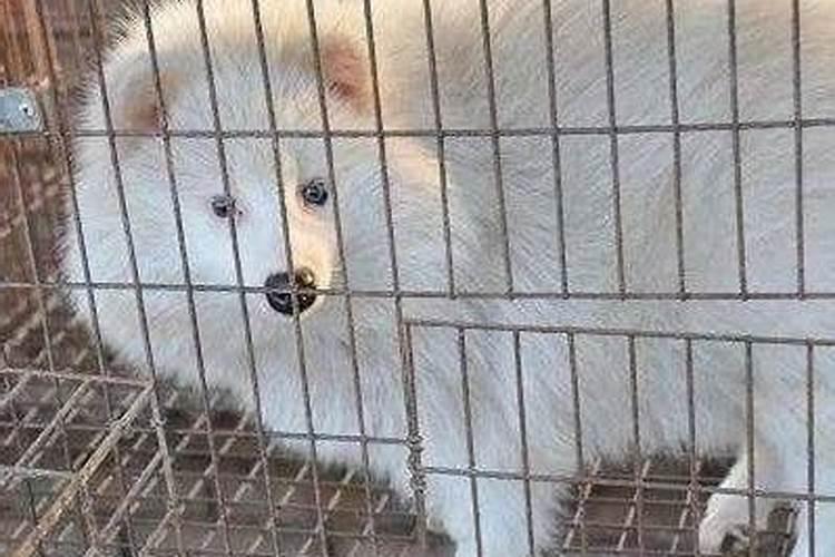 貉子肚胀不吃食什么原因？