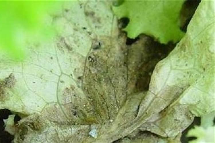 生菜霜霉病防治全攻略：确保健康绿色蔬菜生产