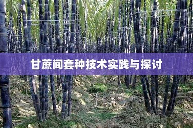 甘蔗间套种其他农作物的方法(甘蔗的栽培技术和田间管理)