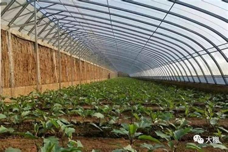 绿意盎然：揭秘老龄大棚对生物肥料的依赖