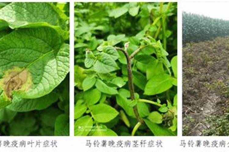 守护马铃薯田园：菲格药剂在晚疫病防治中的创新应用