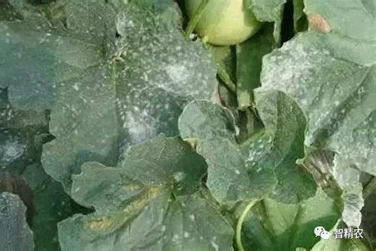 预防哈密瓜白粉病新措施