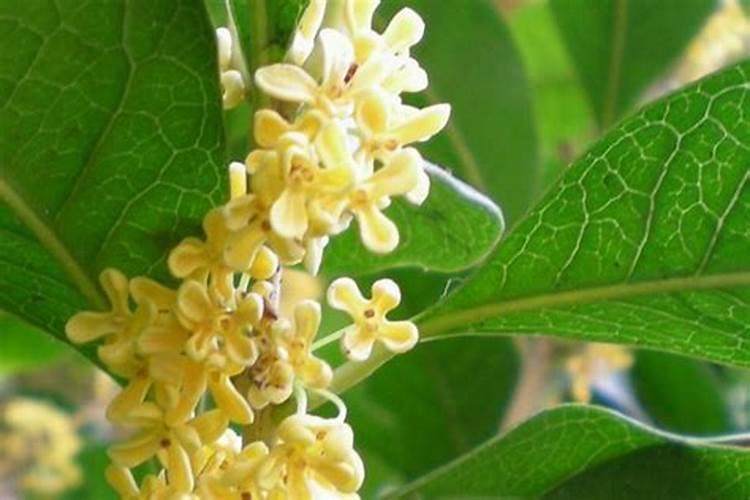 桂花树掉叶子的原因？桂花树掉叶子怎么回事