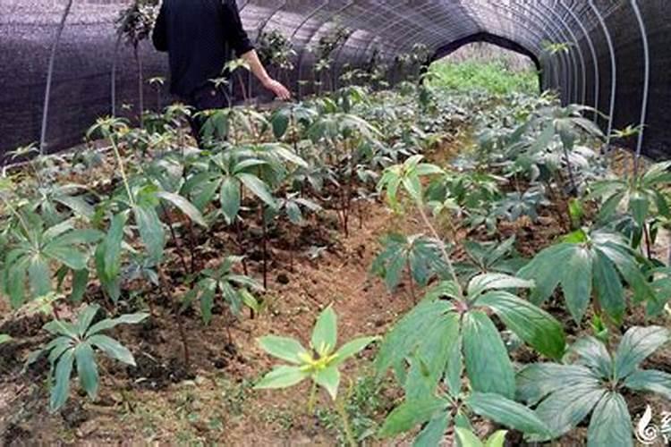 重楼的种植技术