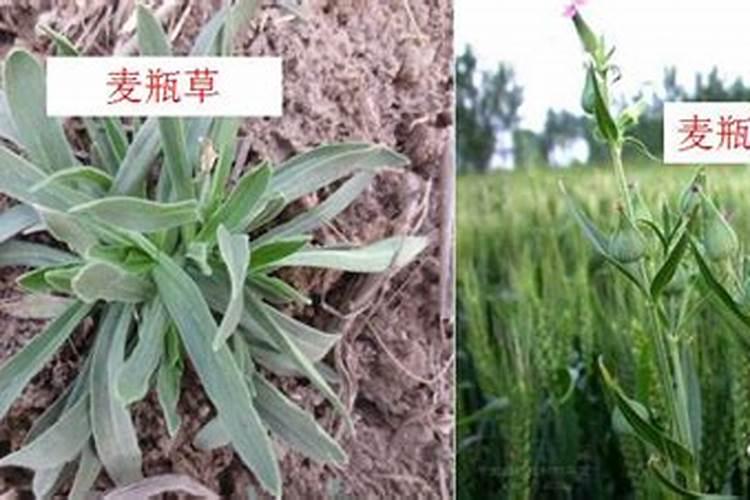 麦田怎么除草？高效识别杂草是防治的关键