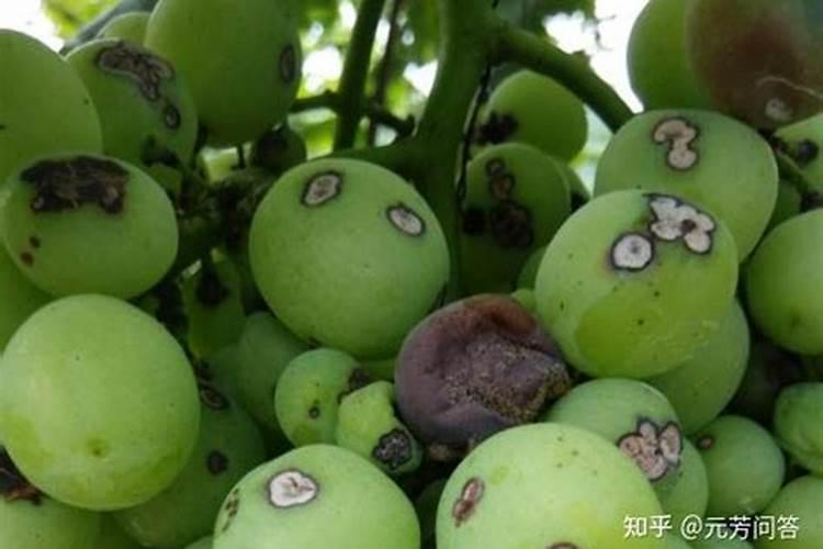 葡萄长“眼”？葡萄清园消毒、合理追肥防治黑痘病