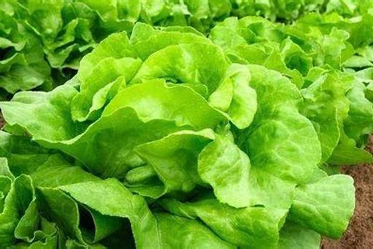 绿色守护：策略降低蔬菜种植中的农药残留