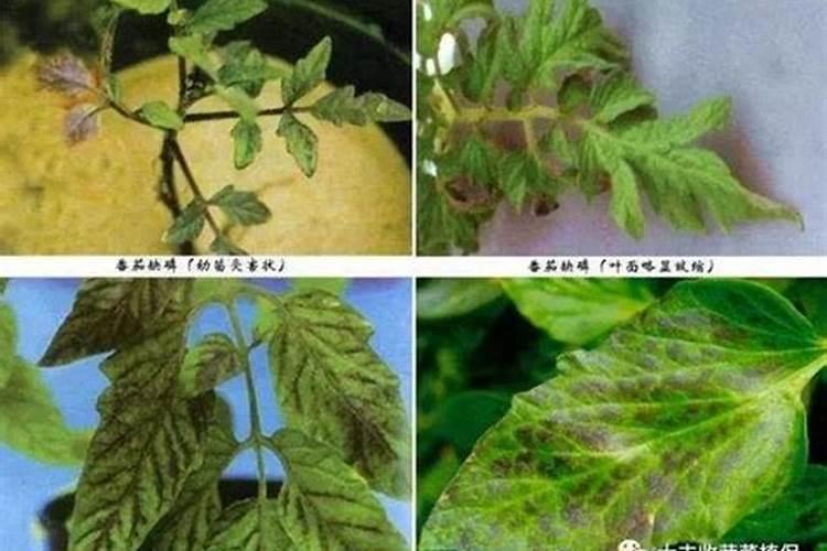 番茄生长缓慢，叶片黑绿色，由什么原因造成？
