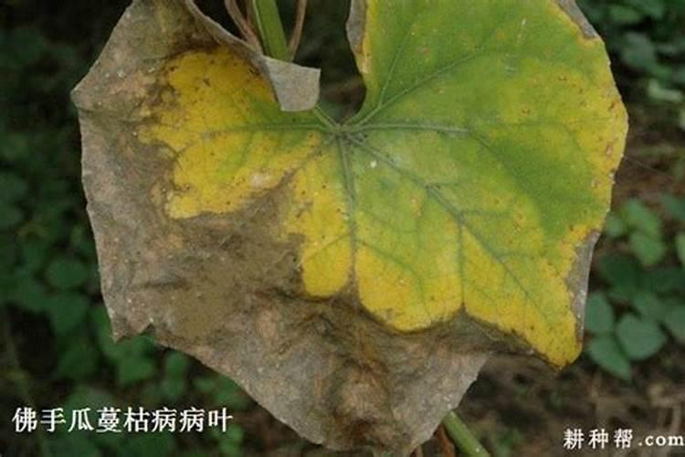 揭秘佛手瓜蔓枯病的防治秘籍
