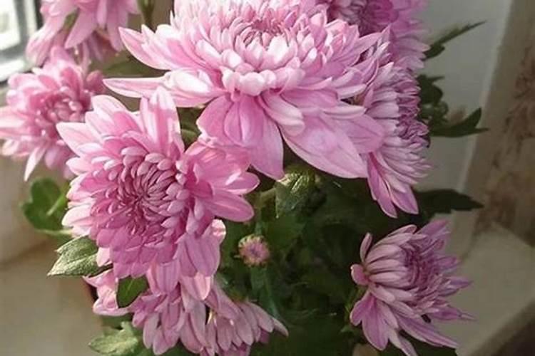菊花枯萎病的防治与药剂选择