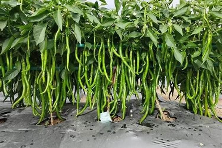 辣椒高产的秘诀：精准施肥与管理技巧