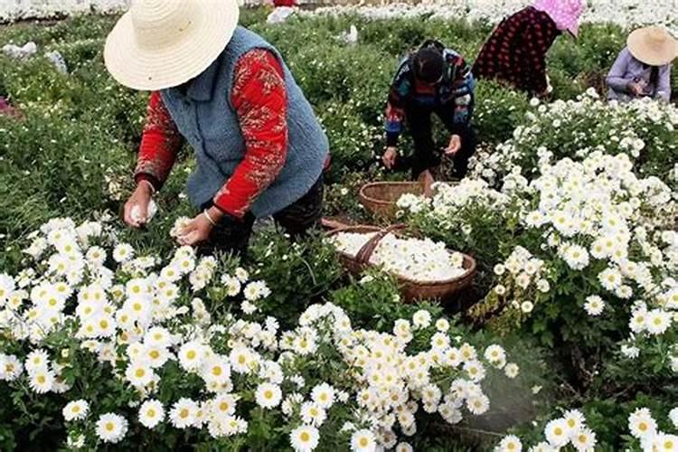 菊花的栽培秘籍：从新手到高手的全面指南