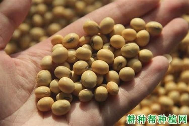 种子发热的原因有哪些
