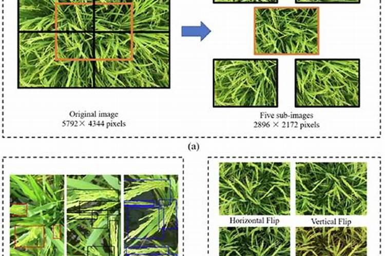 田间守望：精准识别水稻药害的科学方法？