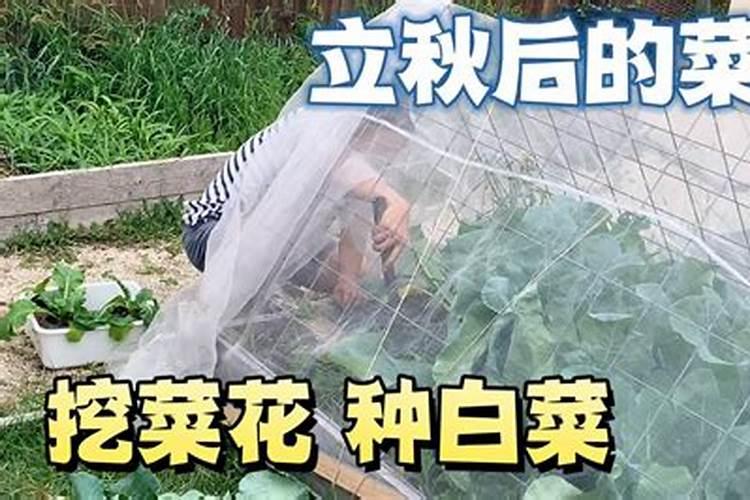 白菜拔除后，菜地如何处理防病虫？