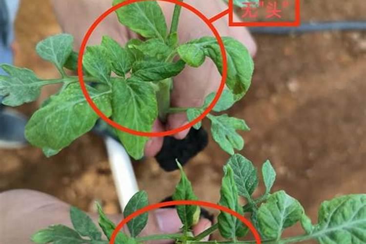 番茄顶端停止生长是啥原因？