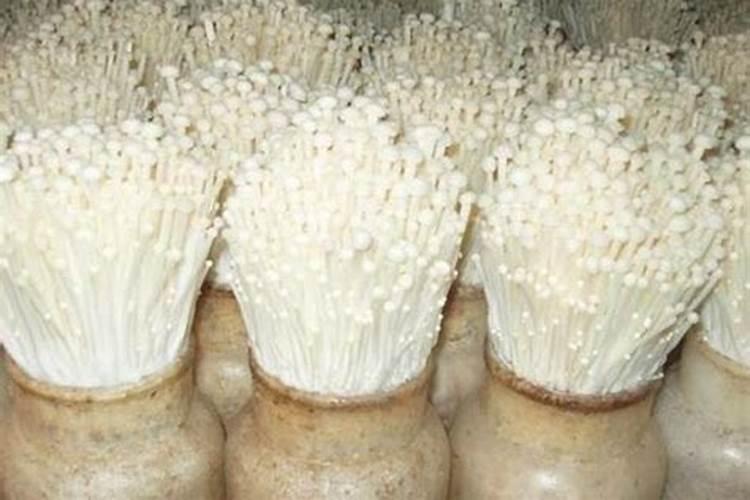 金针菇又叫什么，附其丰产栽培技术？