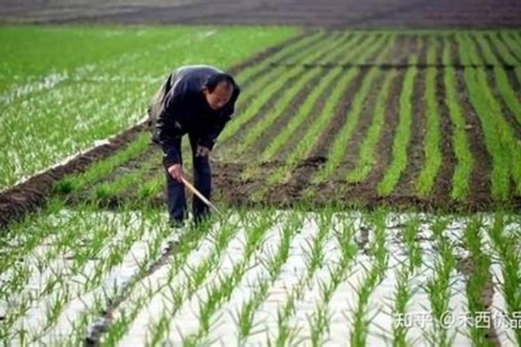 牧草正确施肥技术,掌握这些技巧,产量高,收割次数多
