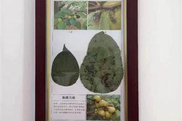 守护绿意盎然：梨煤污病防治药剂的科学应用
