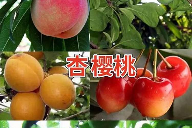 红富士8月份施什么肥合适？