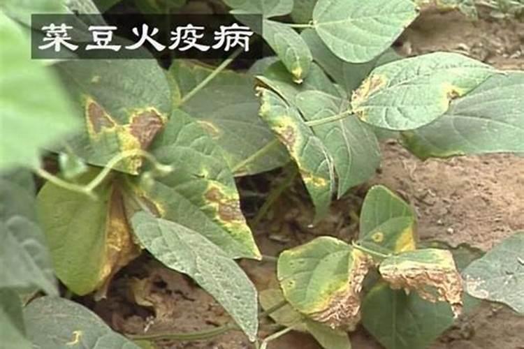 菜豆的常见病害怎样防治？菜豆常见病害的防治技巧