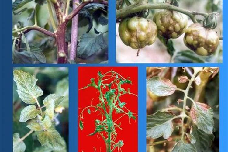 秋冬茬西芹病虫防治：策略与实践