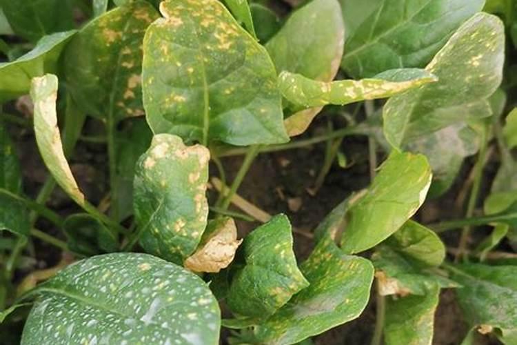 菠菜霜霉病防治新技巧