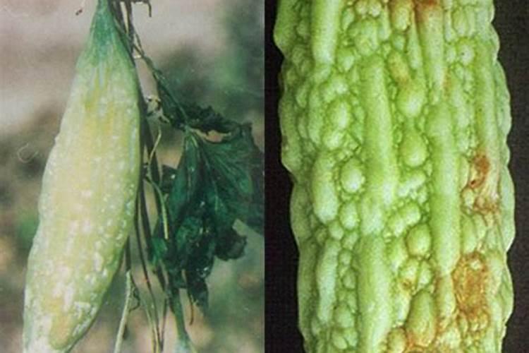 苦瓜疫病的发生规律是什么？