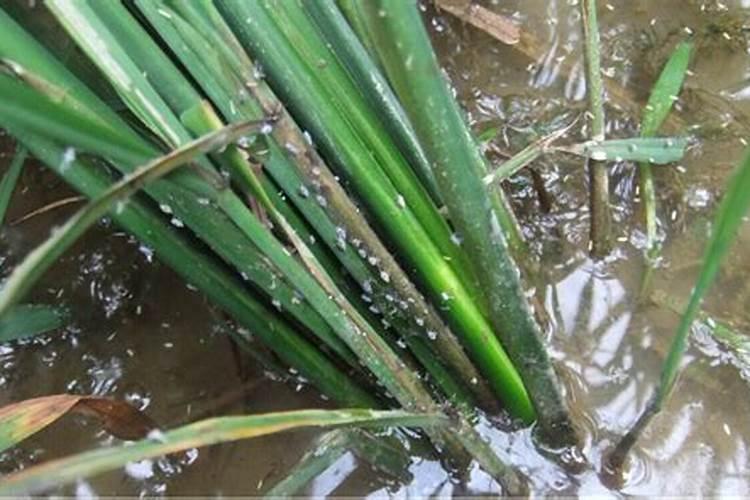 稻飞虱防治用什么药好？稻飞虱怎么治？