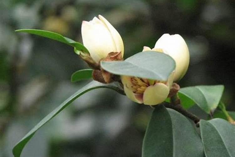 含笑花病害有哪些，含笑花病害咋防治？