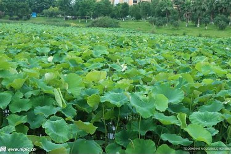 节水莲藕种植技术：绿色农业的未来选择
