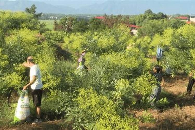 槐米花开富农家：掌握槐米种植的金钥匙