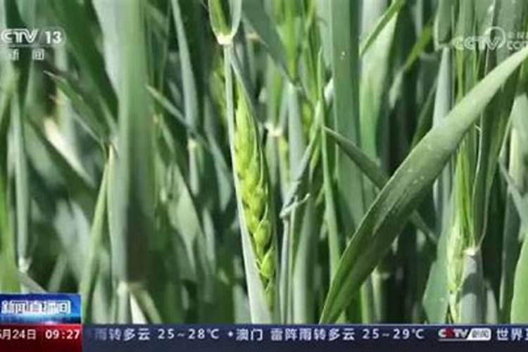 小麦打包抽穗期,芸苔素每亩最多不要超过多少毫升？