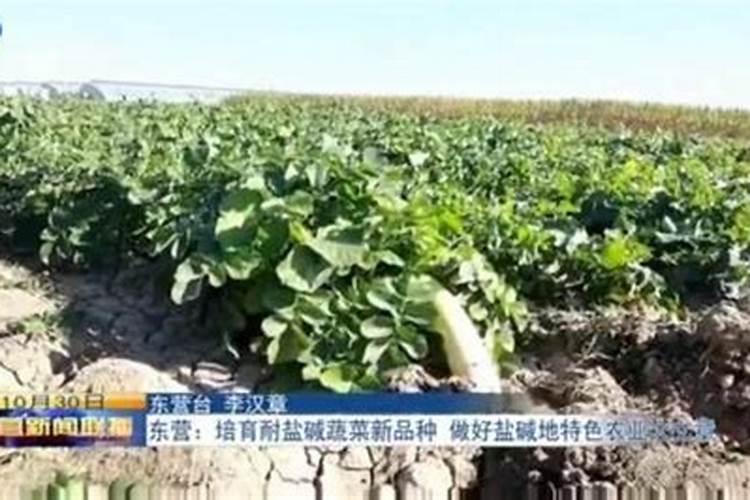 盐碱地挑战与蔬菜种植的绿色革命
