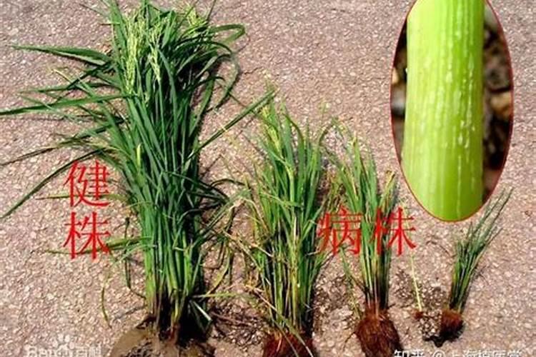 守护丰收的希望：水稻瘤矮病防治与药物治疗策略