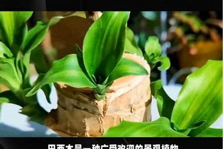 巴西木叶子发黄怎么办,4种方法轻松让巴西木叶绿如新