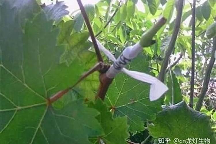 葡萄树嫁接时间和方法？