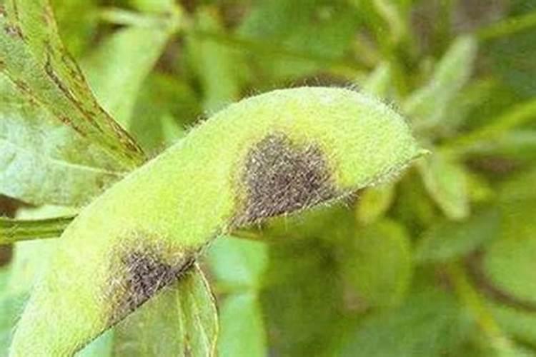 守护香豌豆的健康：有效防治炭疽病的技术策略