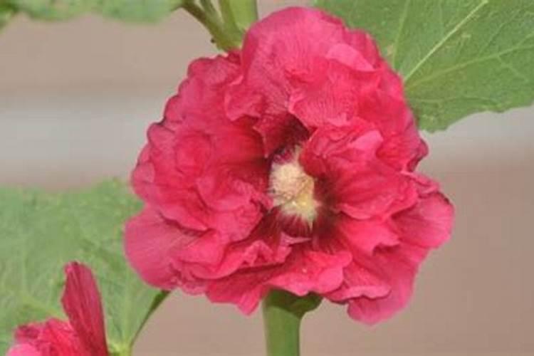 蜀葵种子怎么种蜀葵种子种植方法
