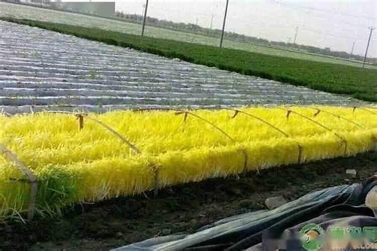 韭黄的高产种植方法有哪些介绍，韭黄种植方法技巧？