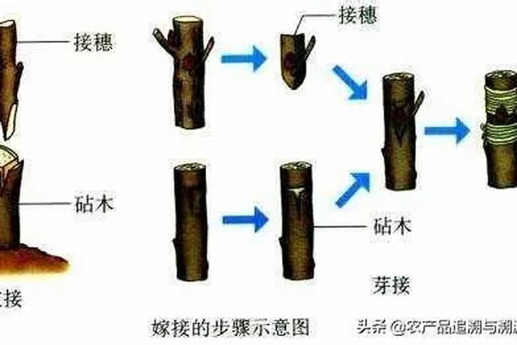 嫁接步骤是什么？