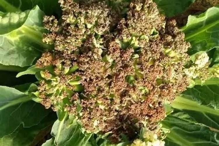 花椰菜紫花球病害防治